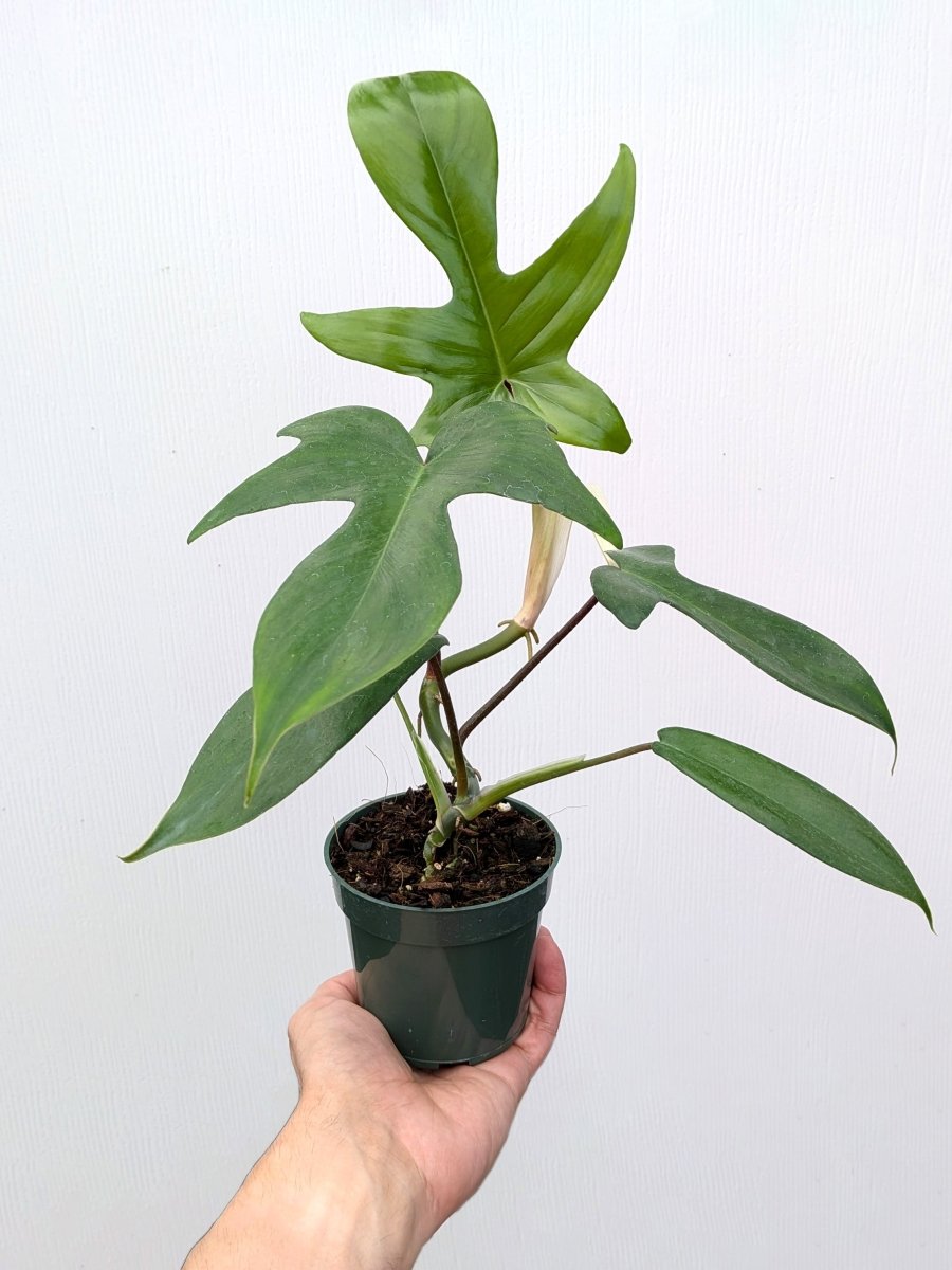 Philodendron 'Florida Green' - Variant Plant Company