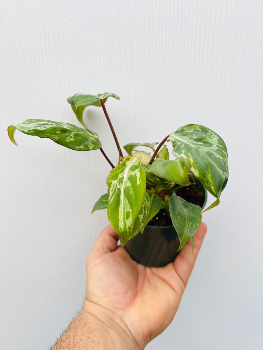 Philodendron gloriosum 'Snow Leopard' - Variant Plant Company