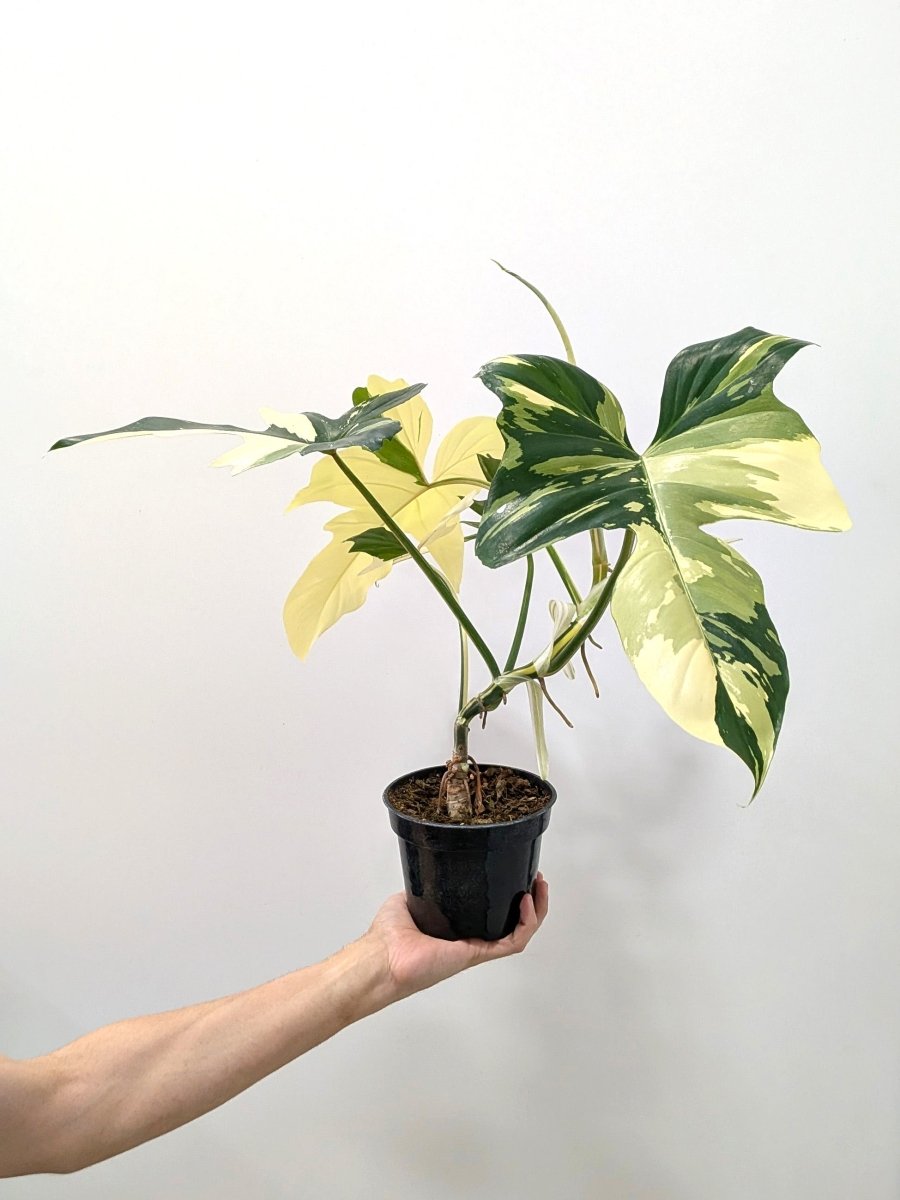 Philodendron 'Golden Dragon' variegated - Variant Plant Company