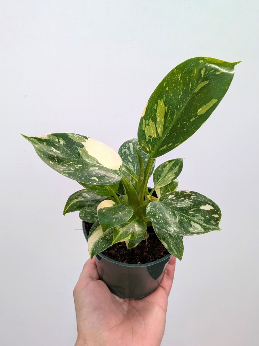 Philodendron 'Green Congo Nuclear' - Variant Plant Company