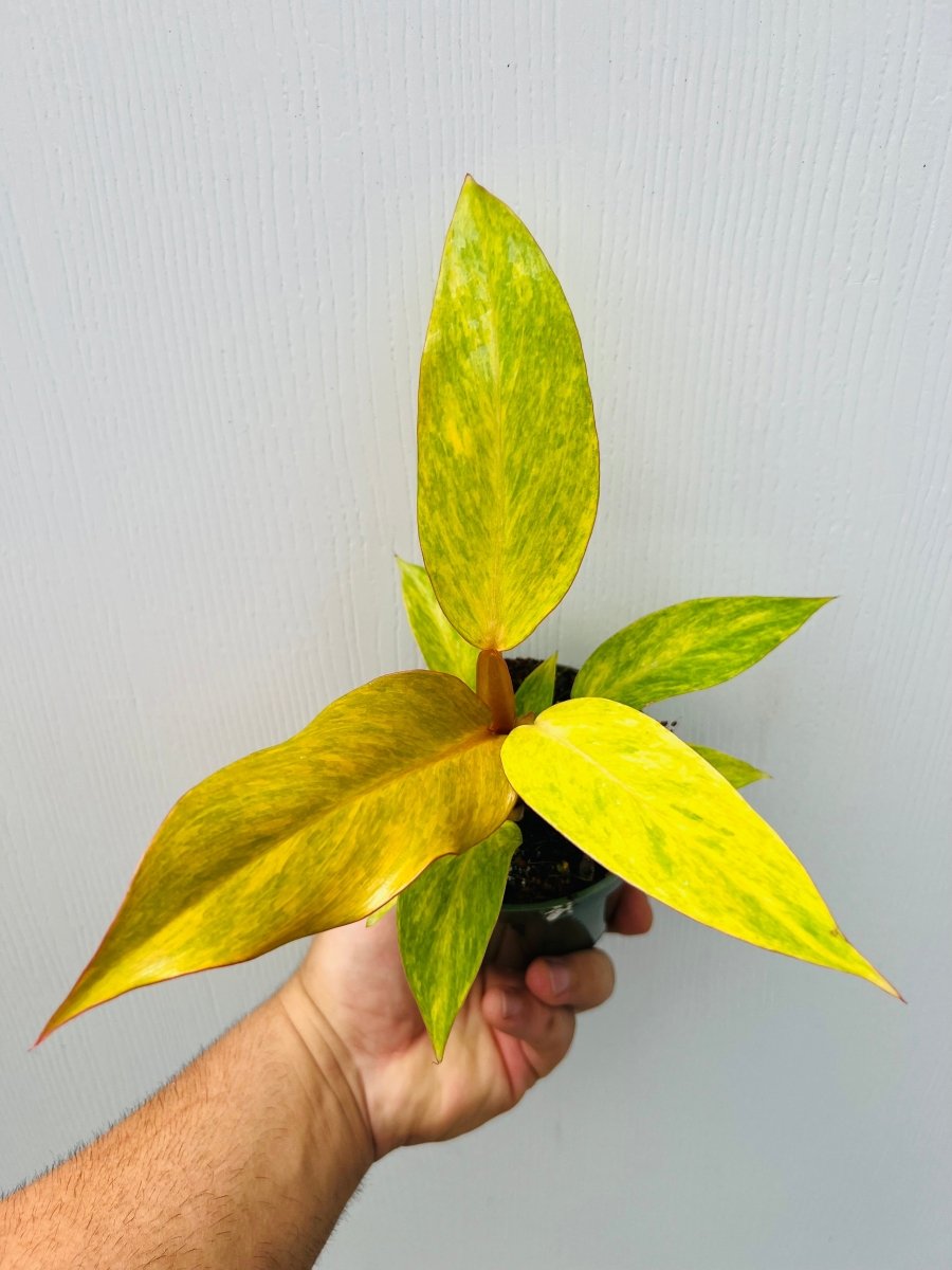 Philodendron 'Orange Marmalade' - Variant Plant Company