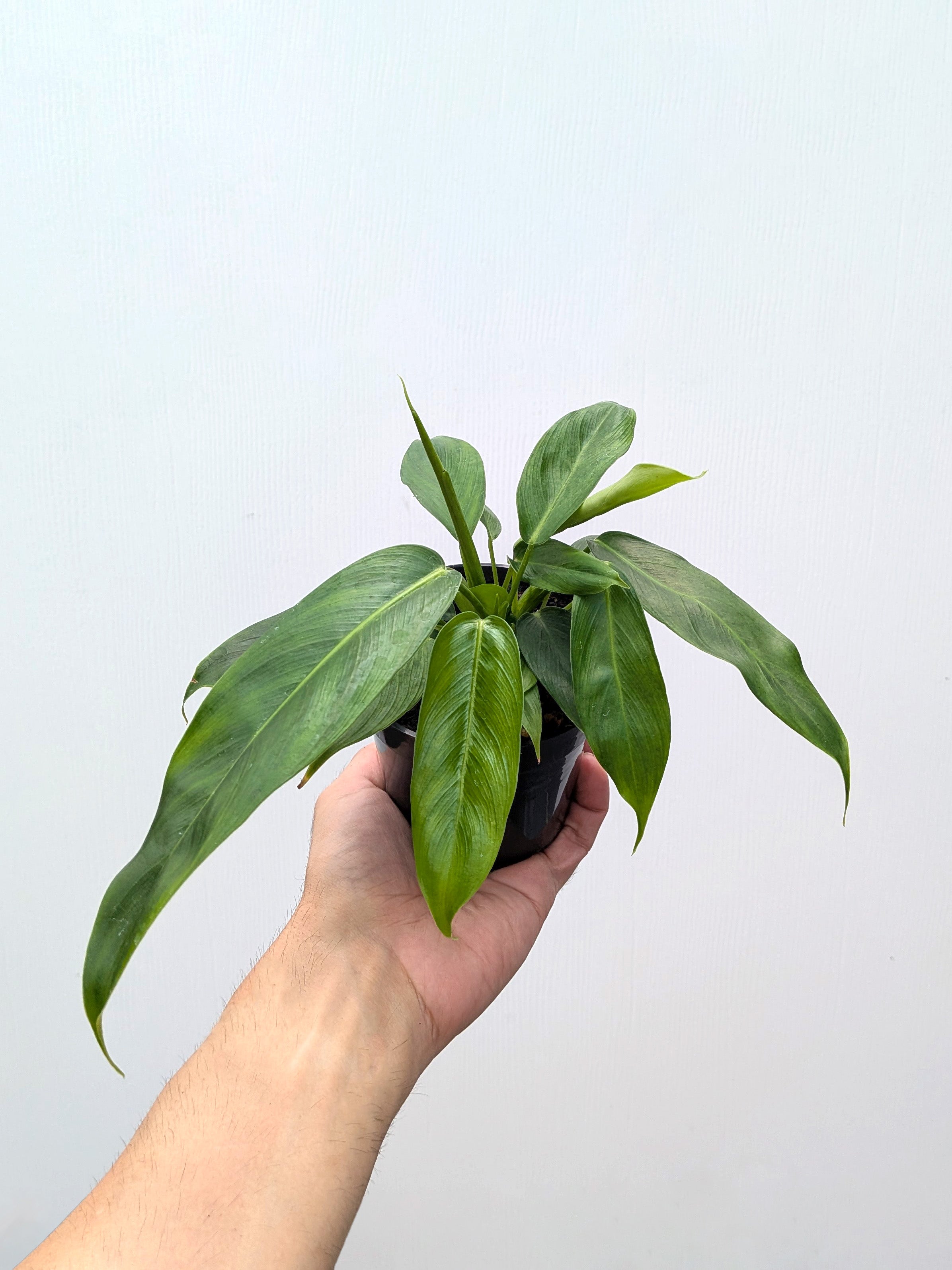 Philodendron patriciae - Variant Plant Company