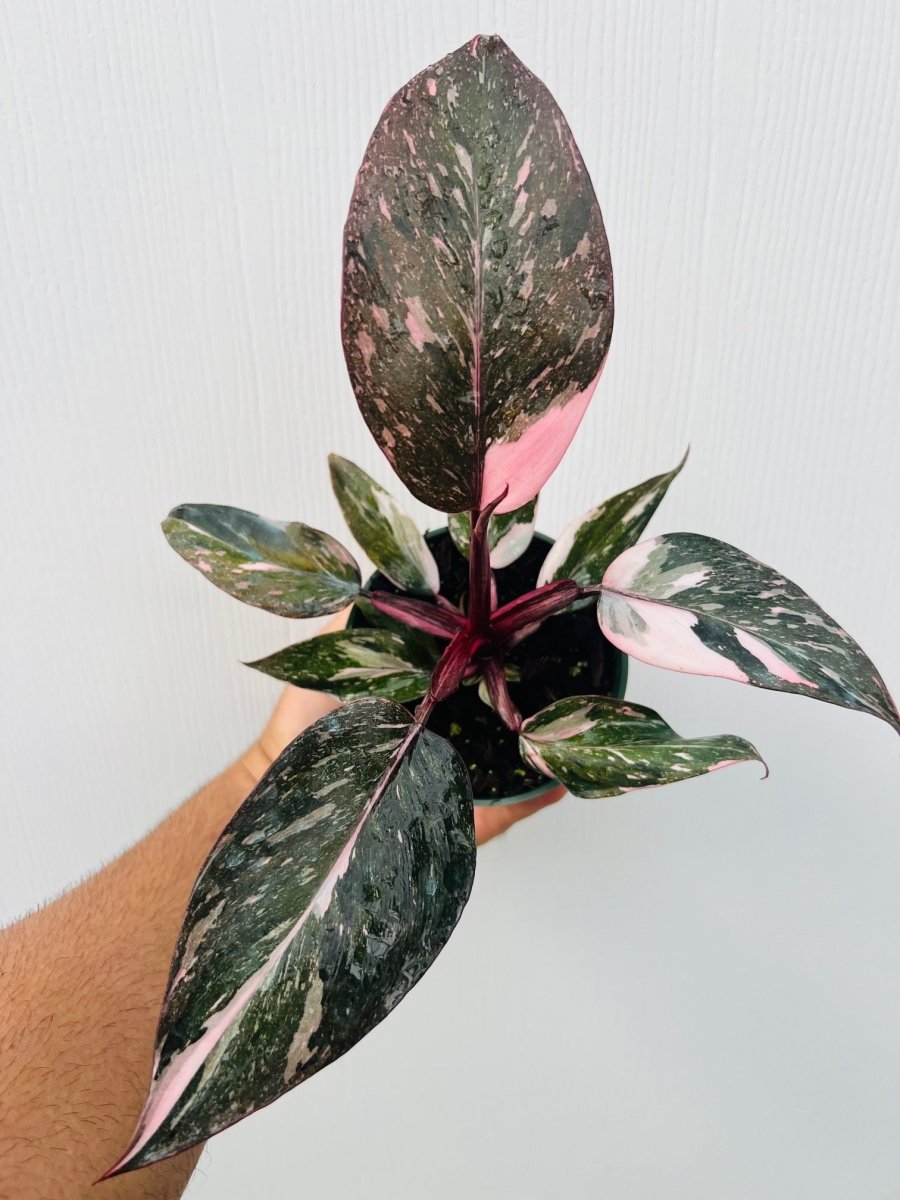 Philodendron 'Pink Princess Galaxy' - Variant Plant Company