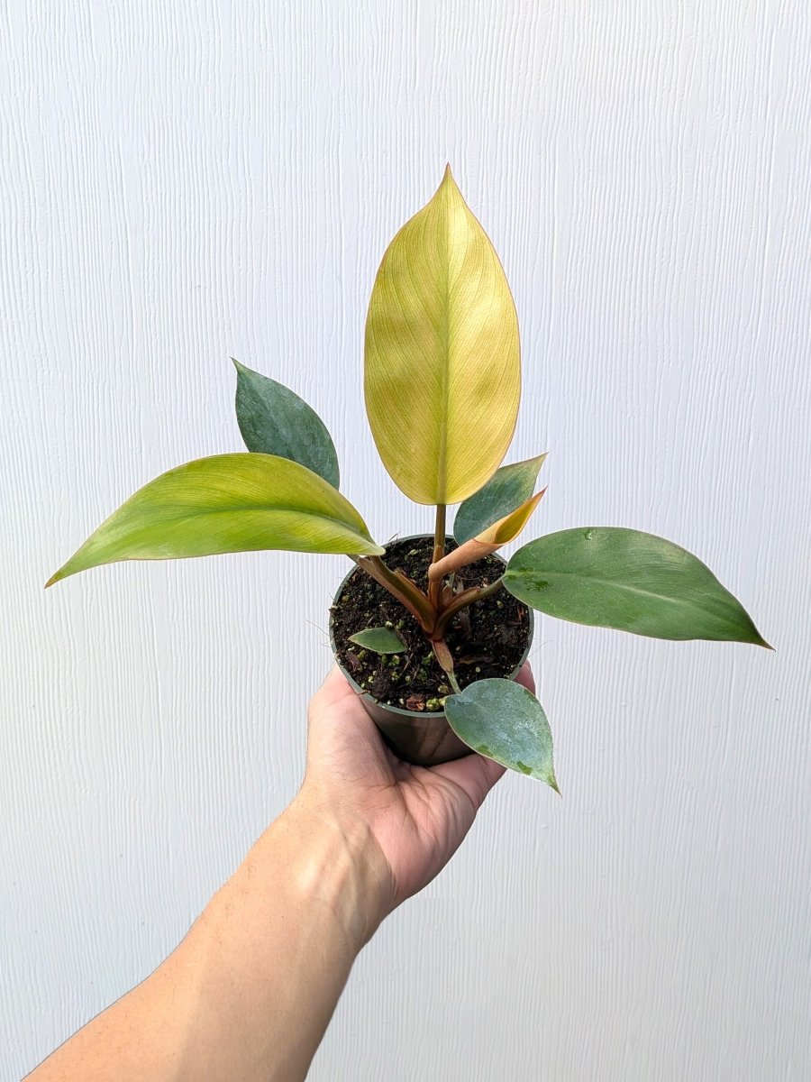 Philodendron 'Red Congo Mint' - Variant Plant Company