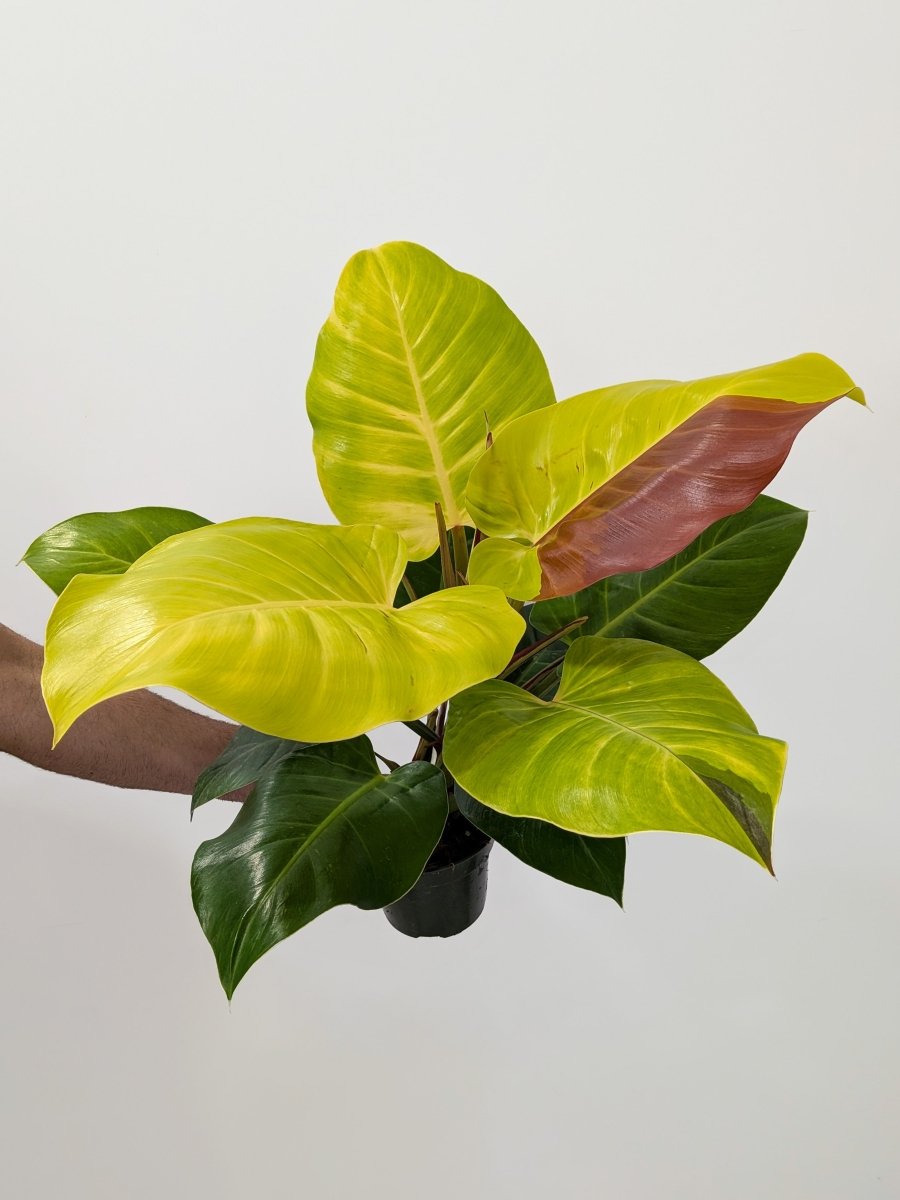 Philodendron 'Red Moon' - Variant Plant Company