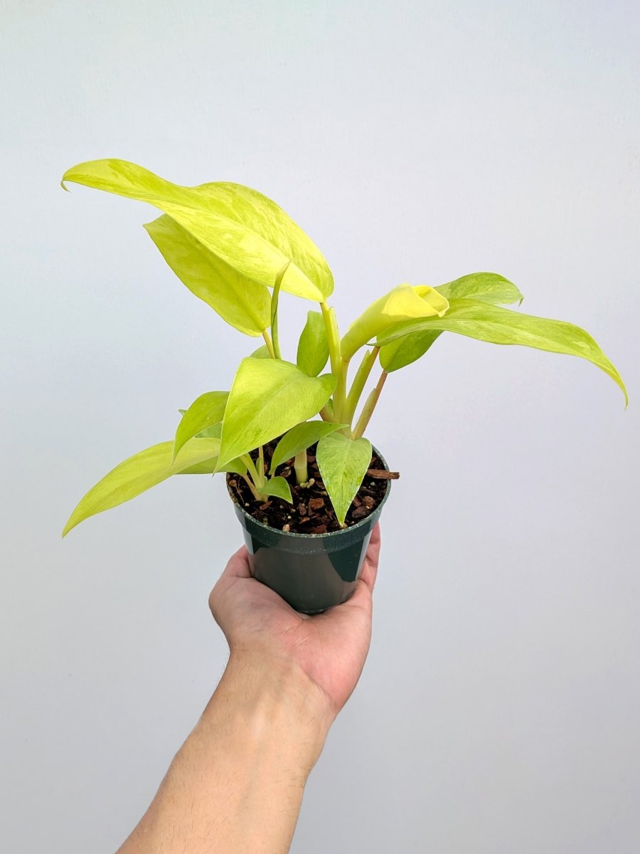 Philodendron 'Thai Sunrise' - Variant Plant Company