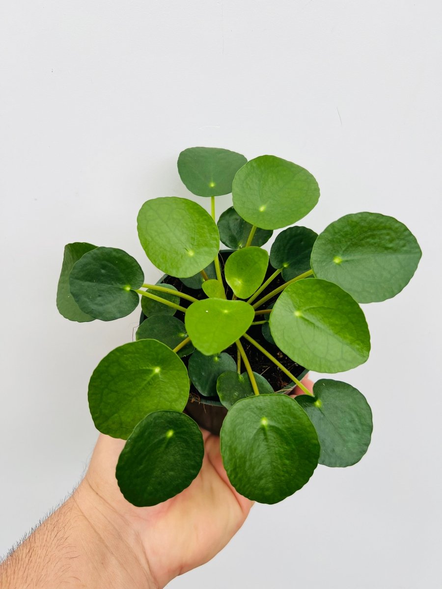 Pilea peperomioides - Variant Plant Company