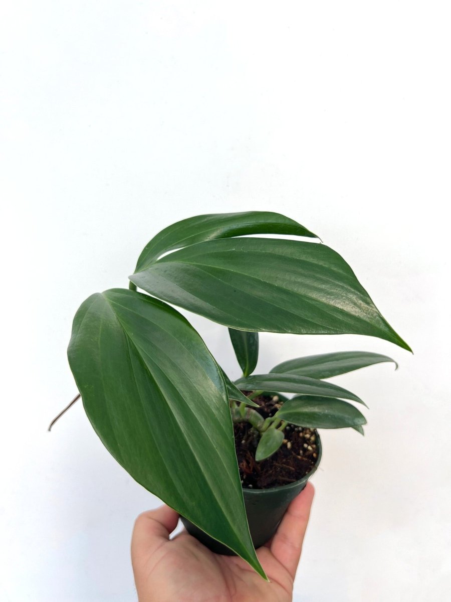 Rhaphidophora decursiva - Variant Plant Company