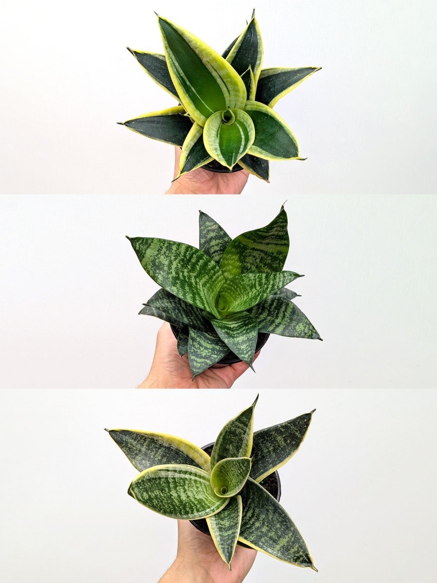 Sansevieria Bird's Nest Assorted - Variant Plant Company