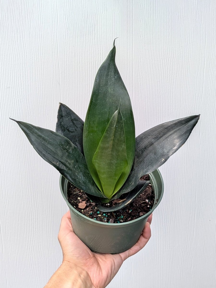 Sansevieria 'Black Dragon' - Variant Plant Company
