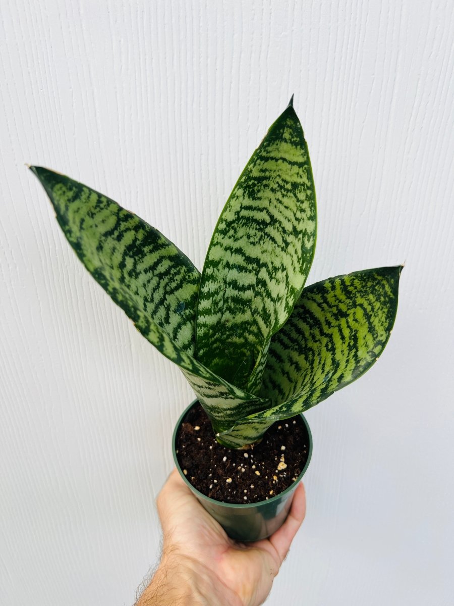 Sansevieria 'Coral' - Variant Plant Company
