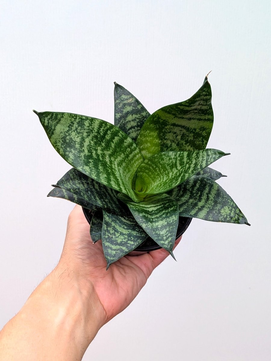 Sansevieria ‘Forest Star' - Variant Plant Company
