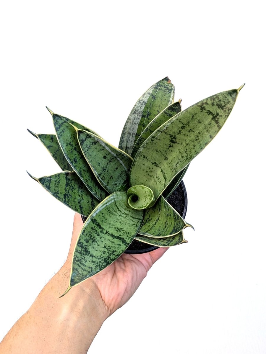 Sansevieria 'Misty Star' - Variant Plant Company