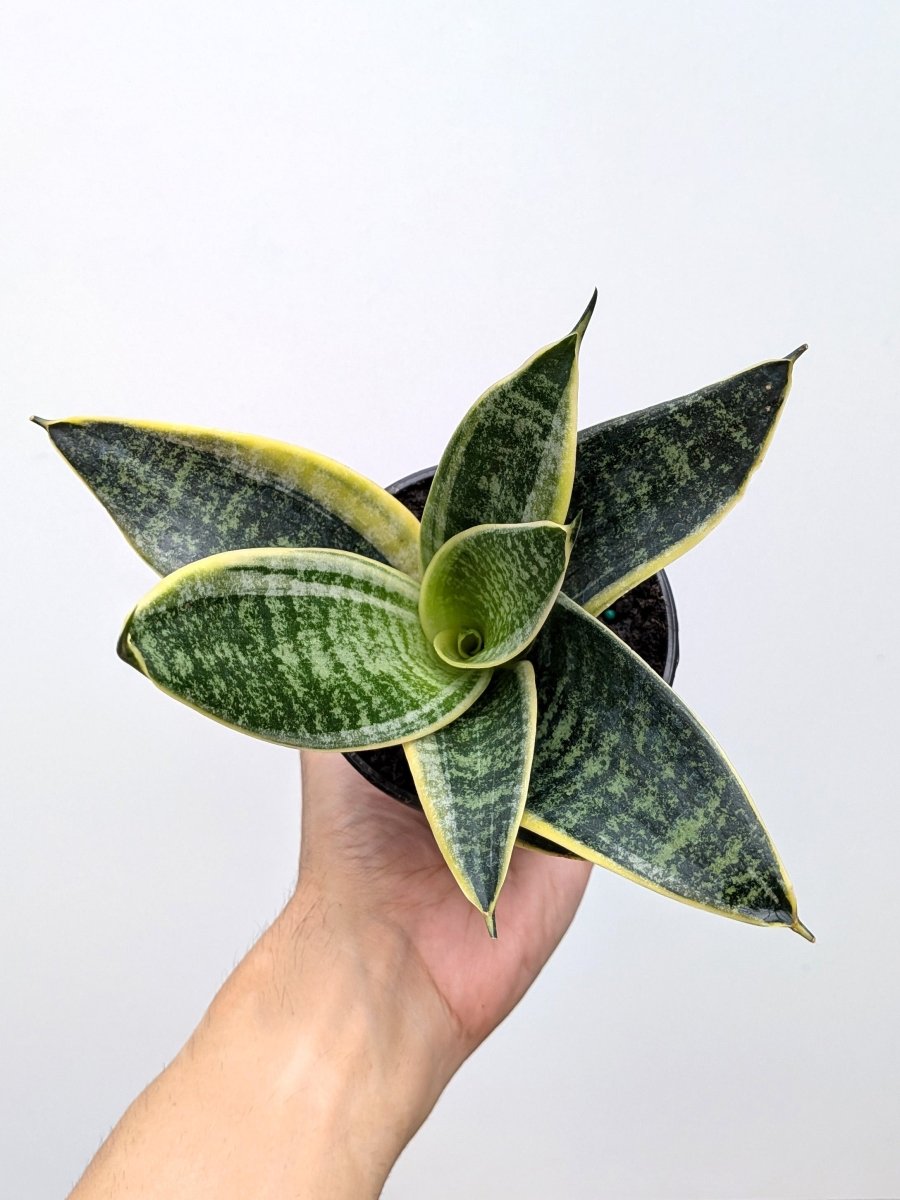 Sansevieria ‘Ocean Star' - Variant Plant Company