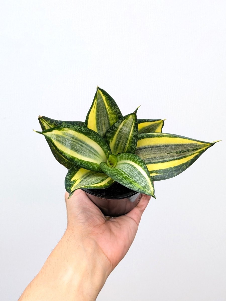 Sansevieria 'Radiant Star' - Variant Plant Company