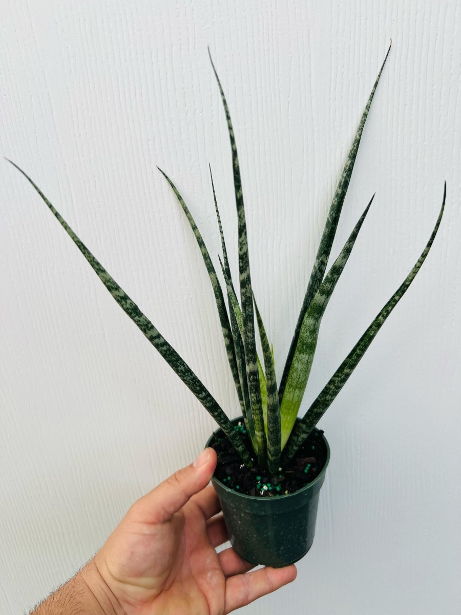 Sansevieria trifasciata 'Fern Wood Mikado' - Variant Plant Company