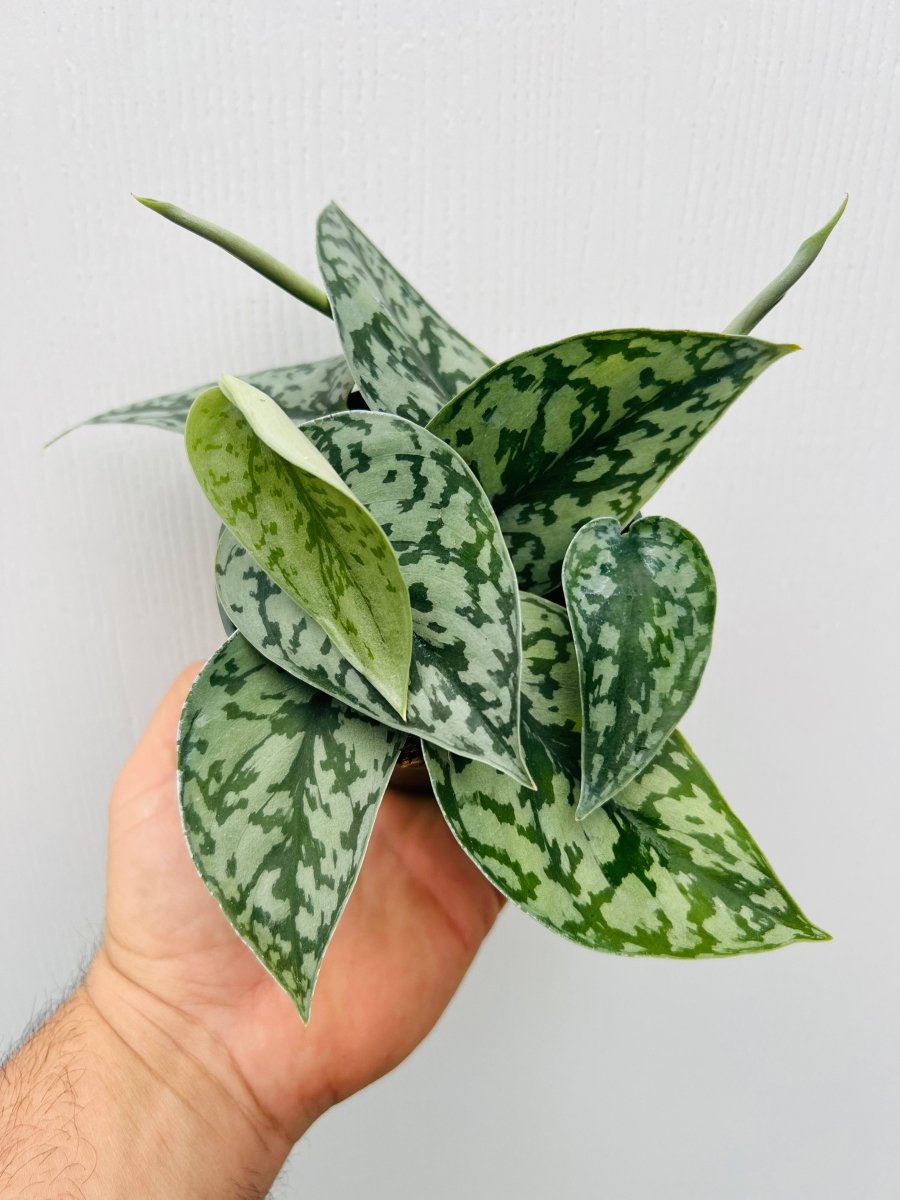 Scindapsus pictus 'Silver Lady' - Variant Plant Company