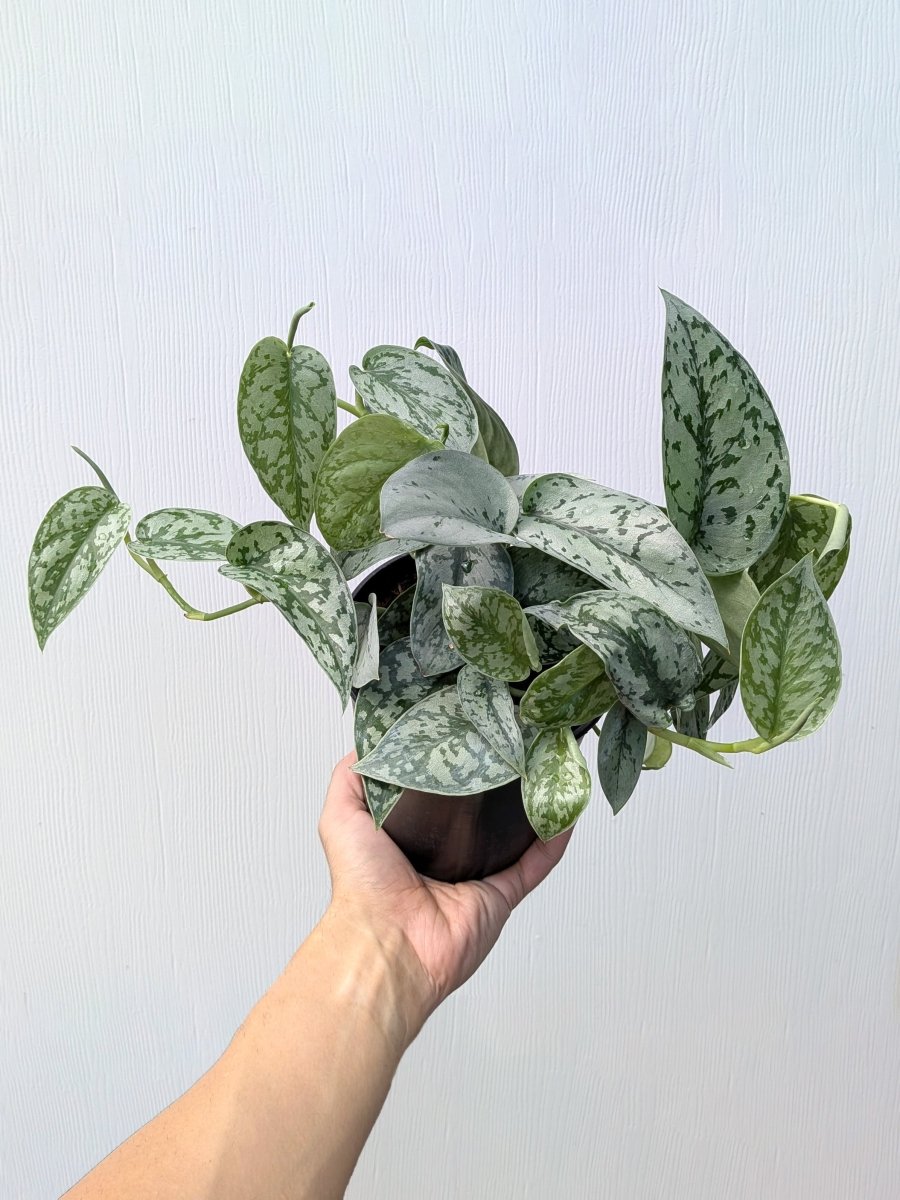 Scindapsus pictus 'Silver Lady' - Variant Plant Company