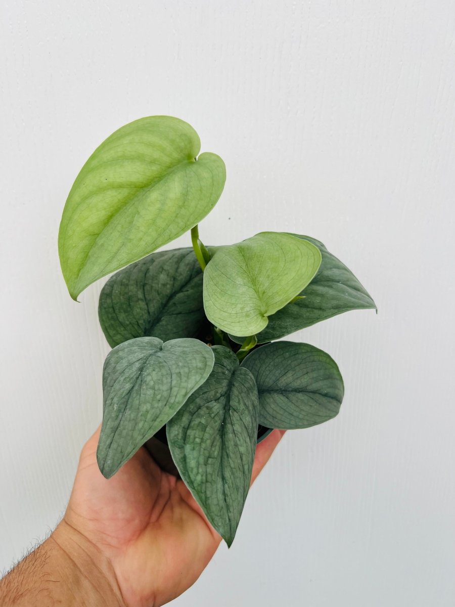 Scindapsus 'Platinum Java' - Variant Plant Company