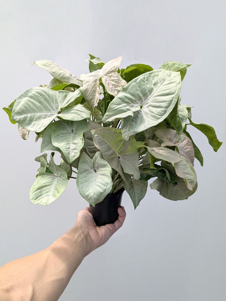 Syngonium 'Confetti' reverted - Variant Plant Company