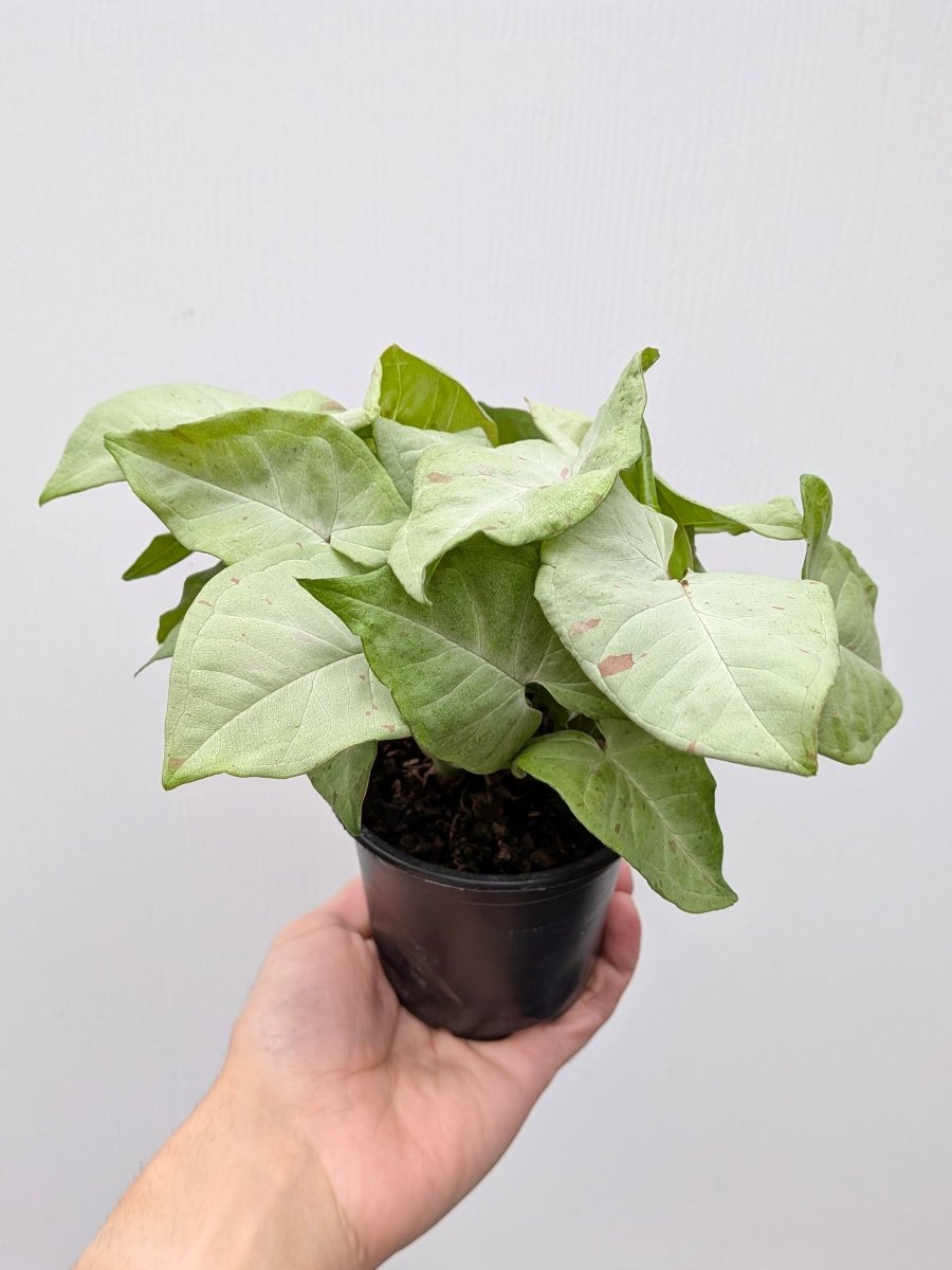 Syngonium 'Confetti' - Variant Plant Company