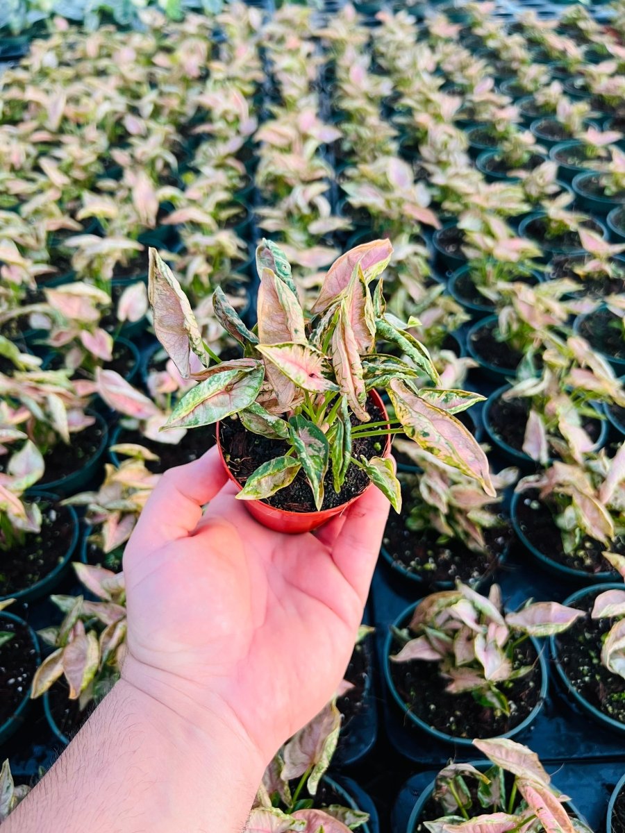 Syngonium 'Pink Rolli' - Variant Plant Company