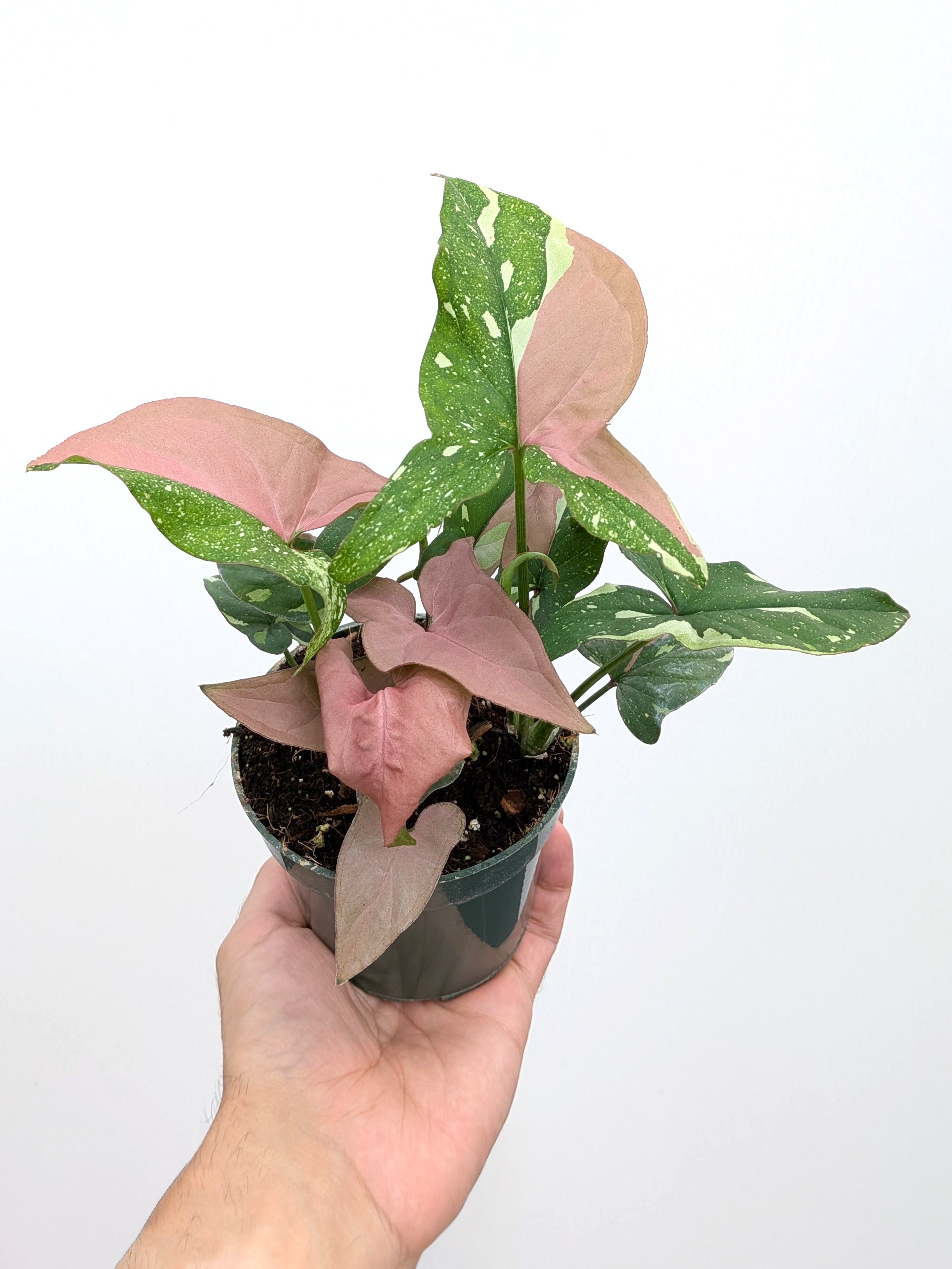 Syngonium 'Red Spot Tricolor' - Variant Plant Company
