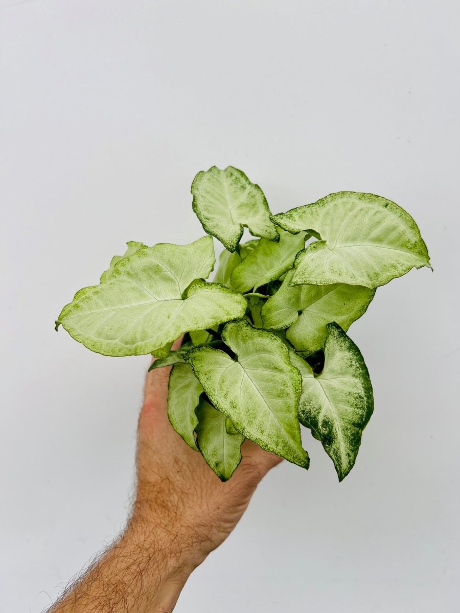 Syngonium 'Three Kings' - Variant Plant Company