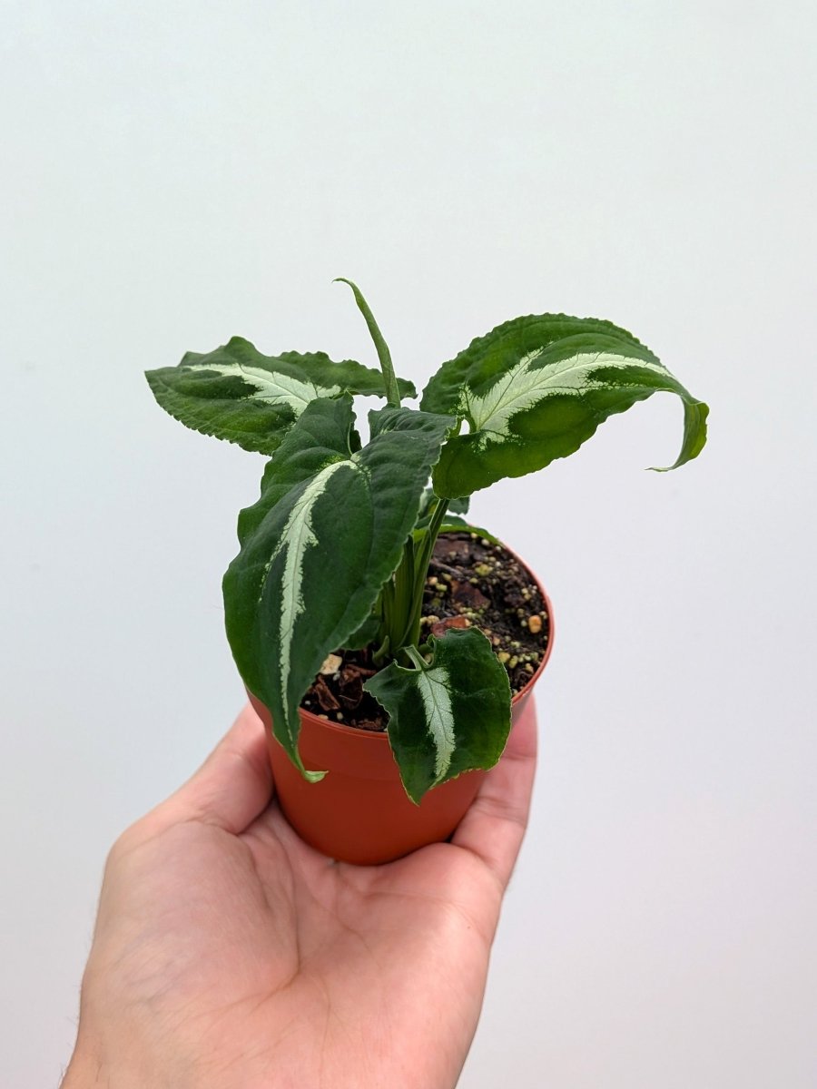 Syngonium wendlandii - Variant Plant Company