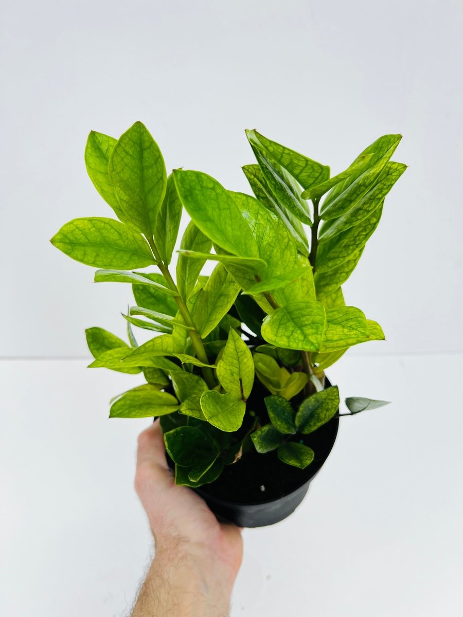 Zamioculcas zamiifolia 'Chameleon' - Variant Plant Company