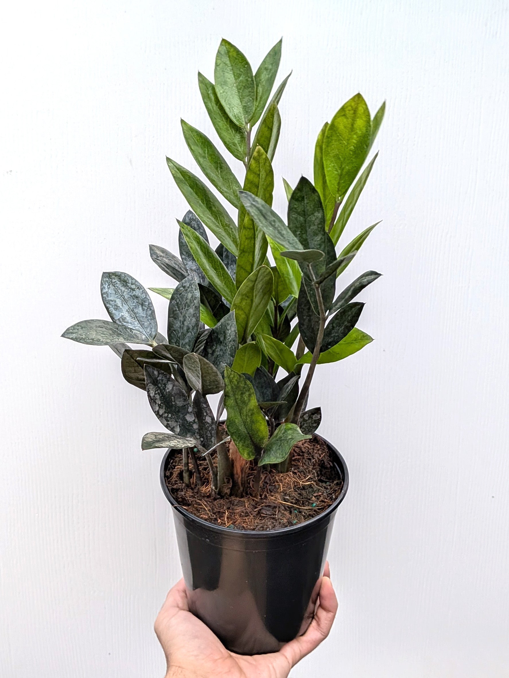 Zamioculcas zamiifolia 'ZZ Everlasting' - Variant Plant Company