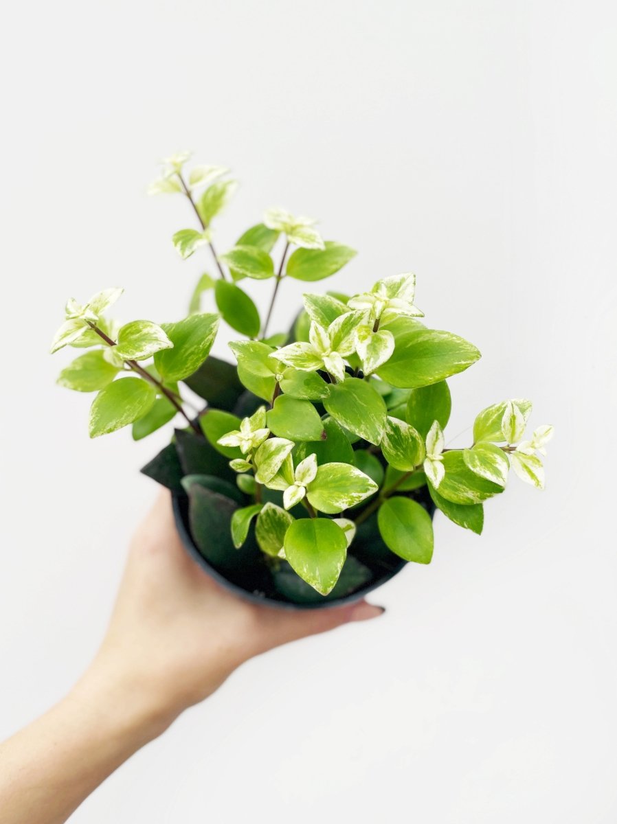 Aeschynanthus lobbianus variegata (W) - Variant Plant Company