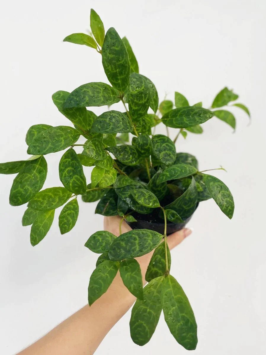 Aeschynanthus longicaulis 'Black Pagoda' - Variant Plant Company