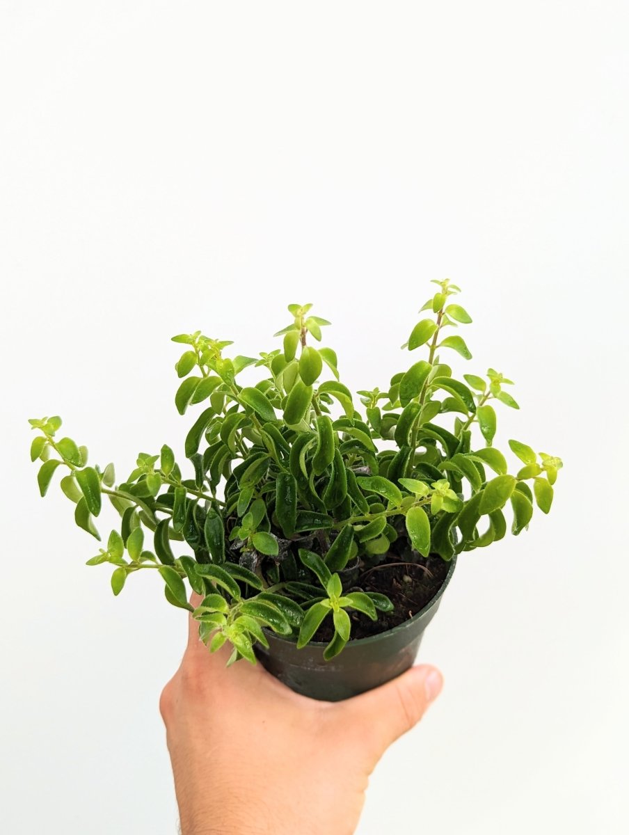 Aeschynanthus radicans 'Rasta' - Variant Plant Company