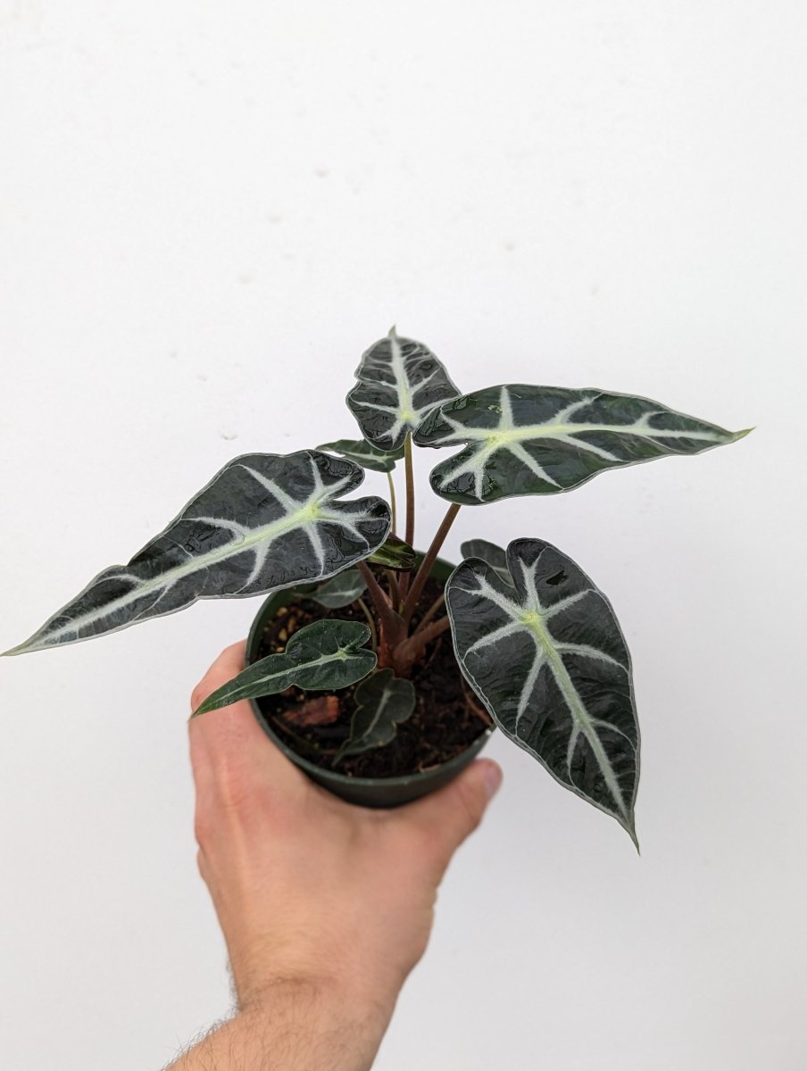 Alocasia amazonica 'Bambino' - Variant Plant Company