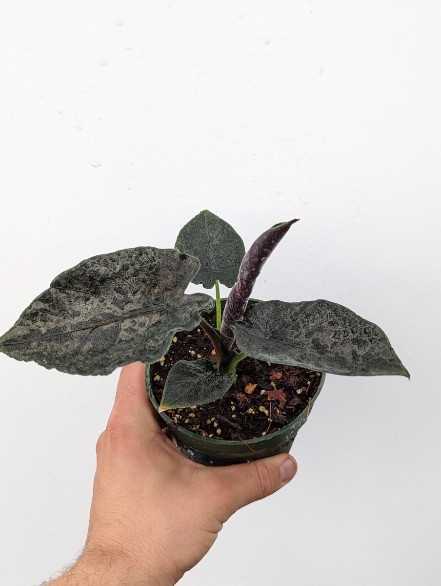 Alocasia chienlii 'Antoro Velvet' - Variant Plant Company
