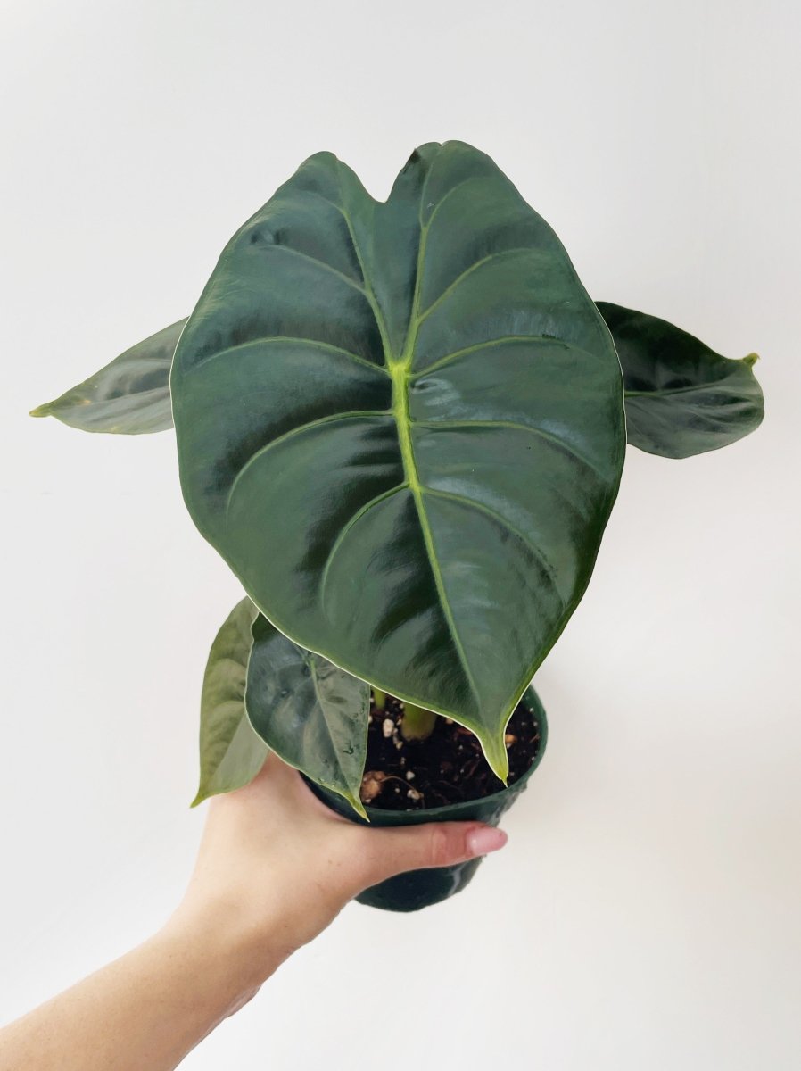 Alocasia 'Golden Bone' main image 1