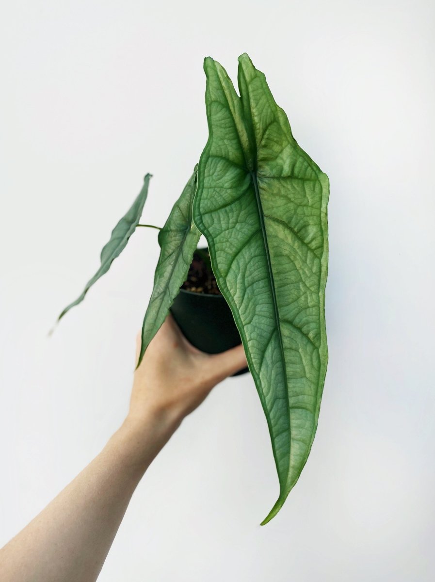 Alocasia heterophylla 'Dragon's Breath'