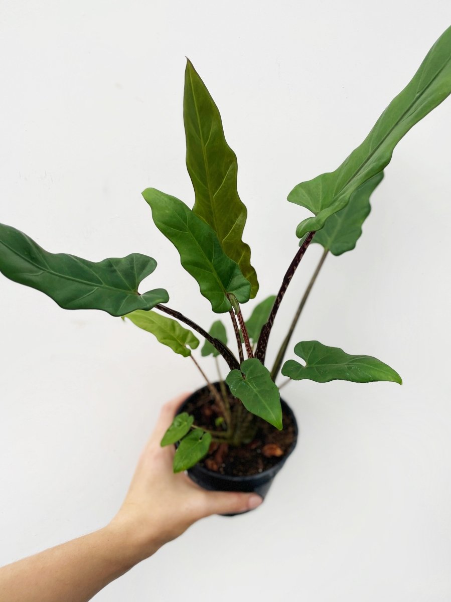 Alocasia lauterbachiana - Variant Plant Company