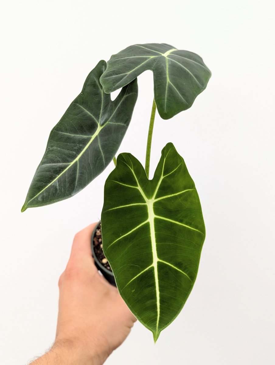 Alocasia micholitziana 'Frydek'