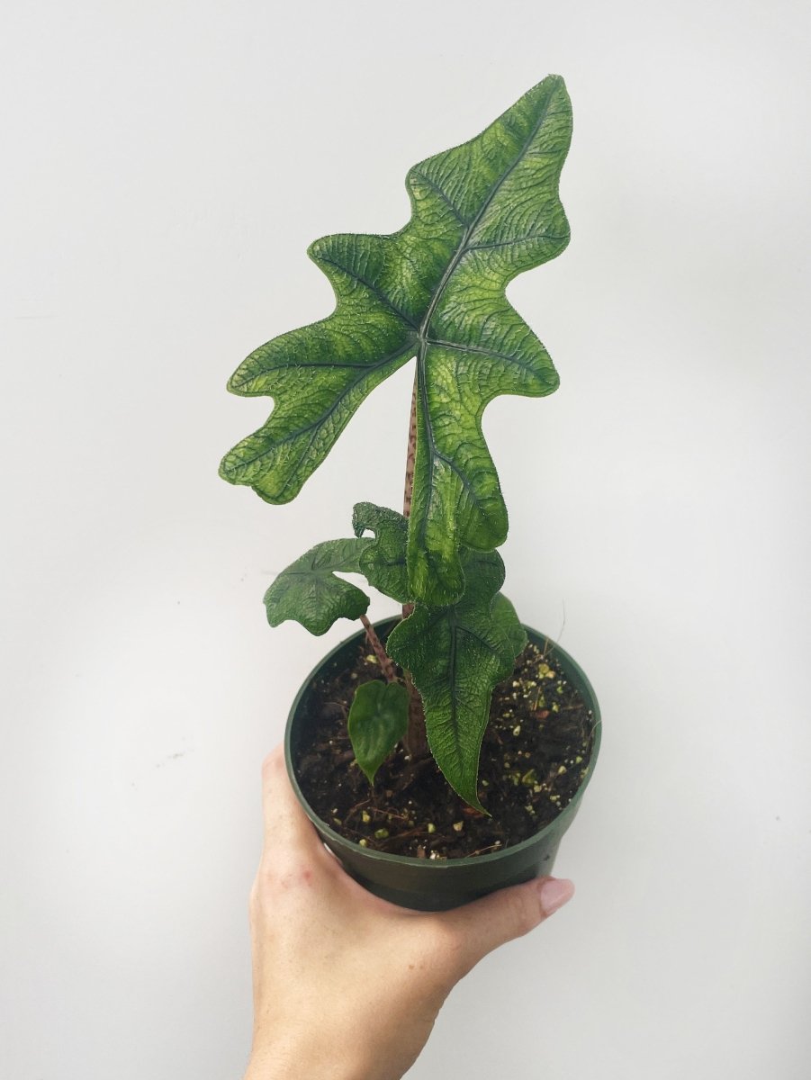 Alocasia tandurusa 'Jacklyn' - Variant Plant Company