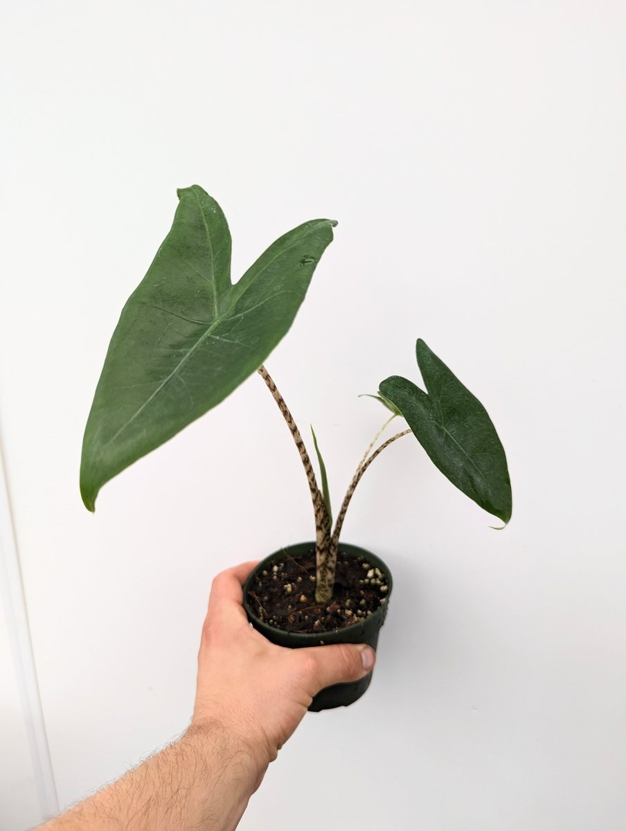 Alocasia zebrina - Variant Plant Company