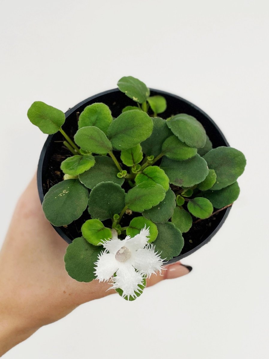 Alsobia diathiflora - Variant Plant Company