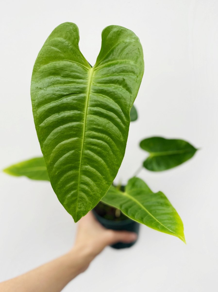 Anthurium veitchii - Variant Plant Company