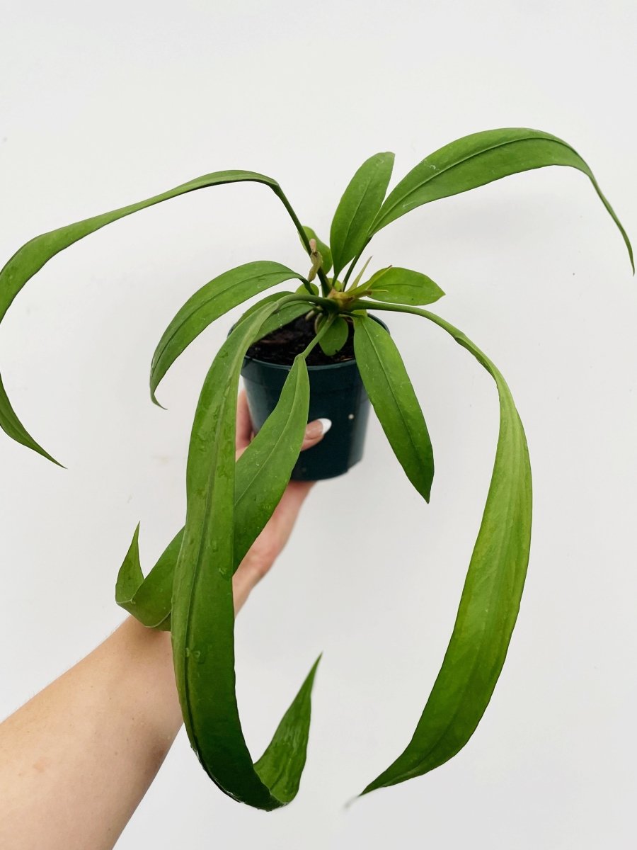 Anthurium vittariifolium - Variant Plant Company
