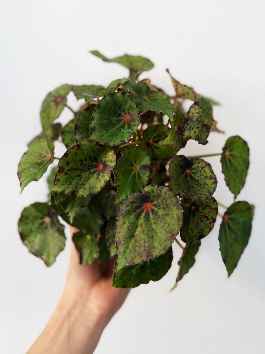 Begonia 'Red Planet'