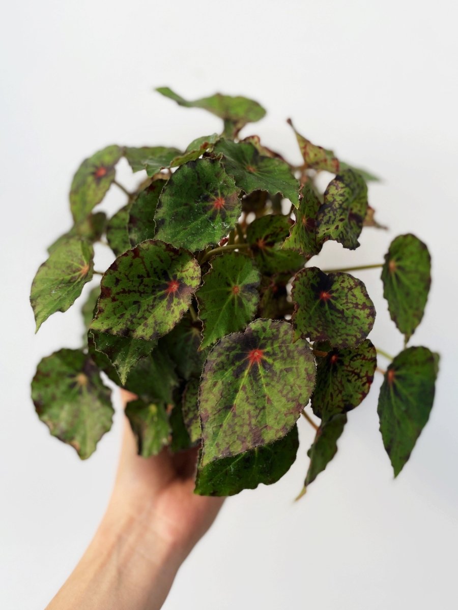 Begonia 'Red Planet' - Variant Plant Company