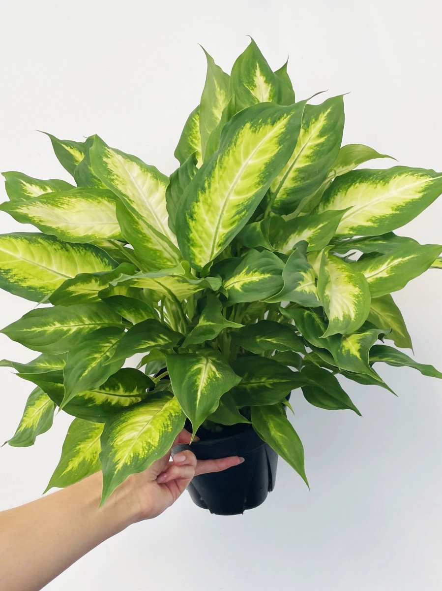 Dieffenbachia 'Camille' - Variant Plant Company