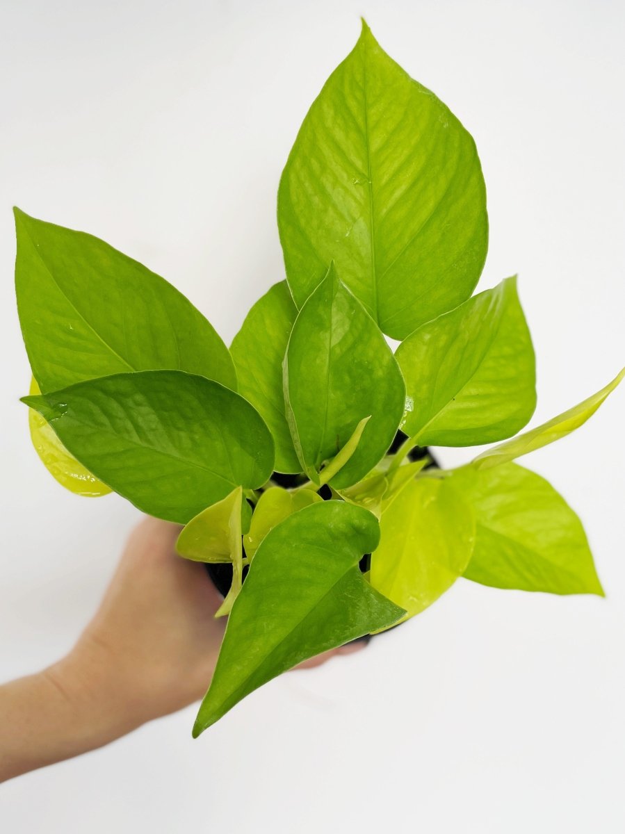 Epipremnum aureum 'Neon' - Variant Plant Company