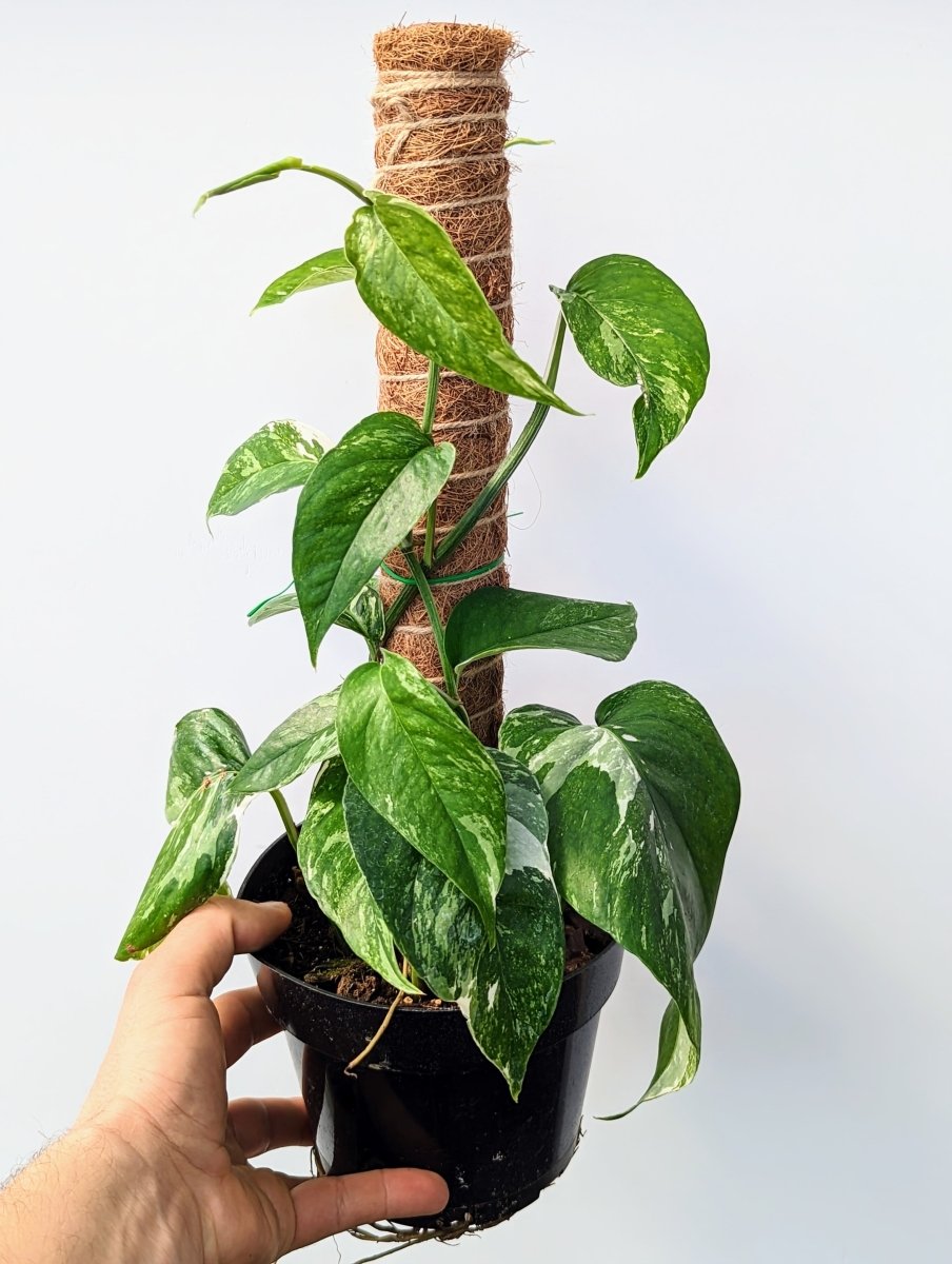 Epipremnum pinnatum 'Albo' variegata - Variant Plant Company